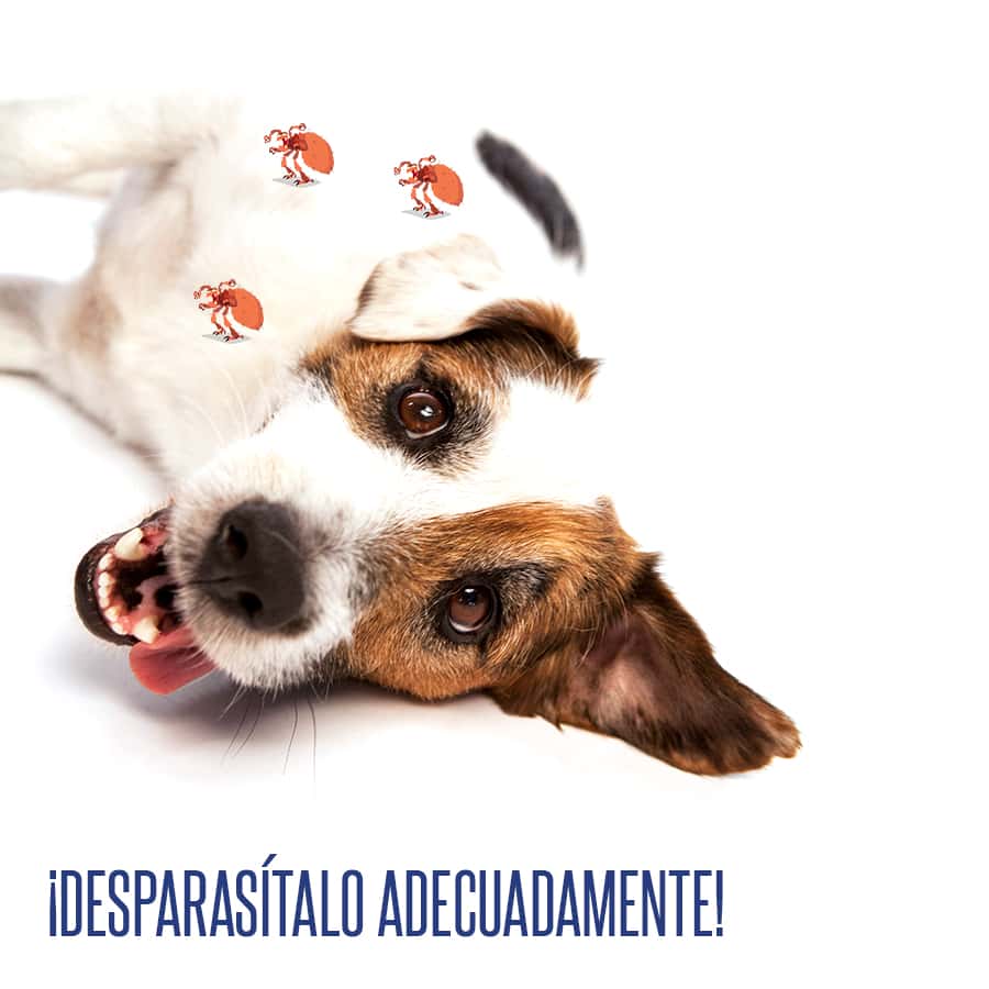 VETERINARIO A DOMICILIO