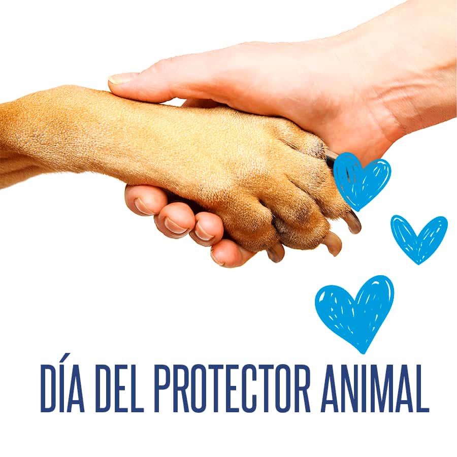 VETERINARIO A DOMICILIO