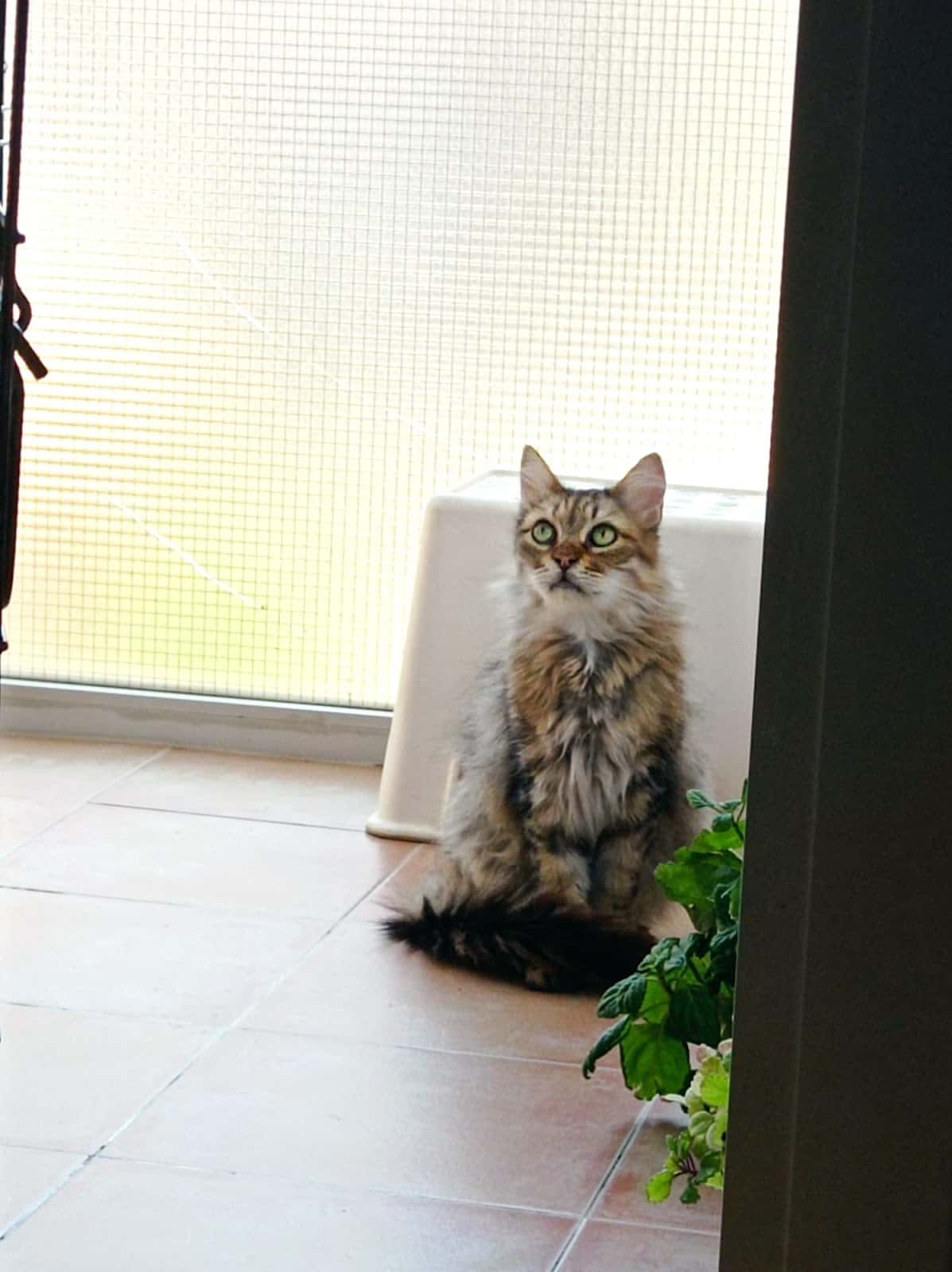 Clínica Veterinaria Vallirana