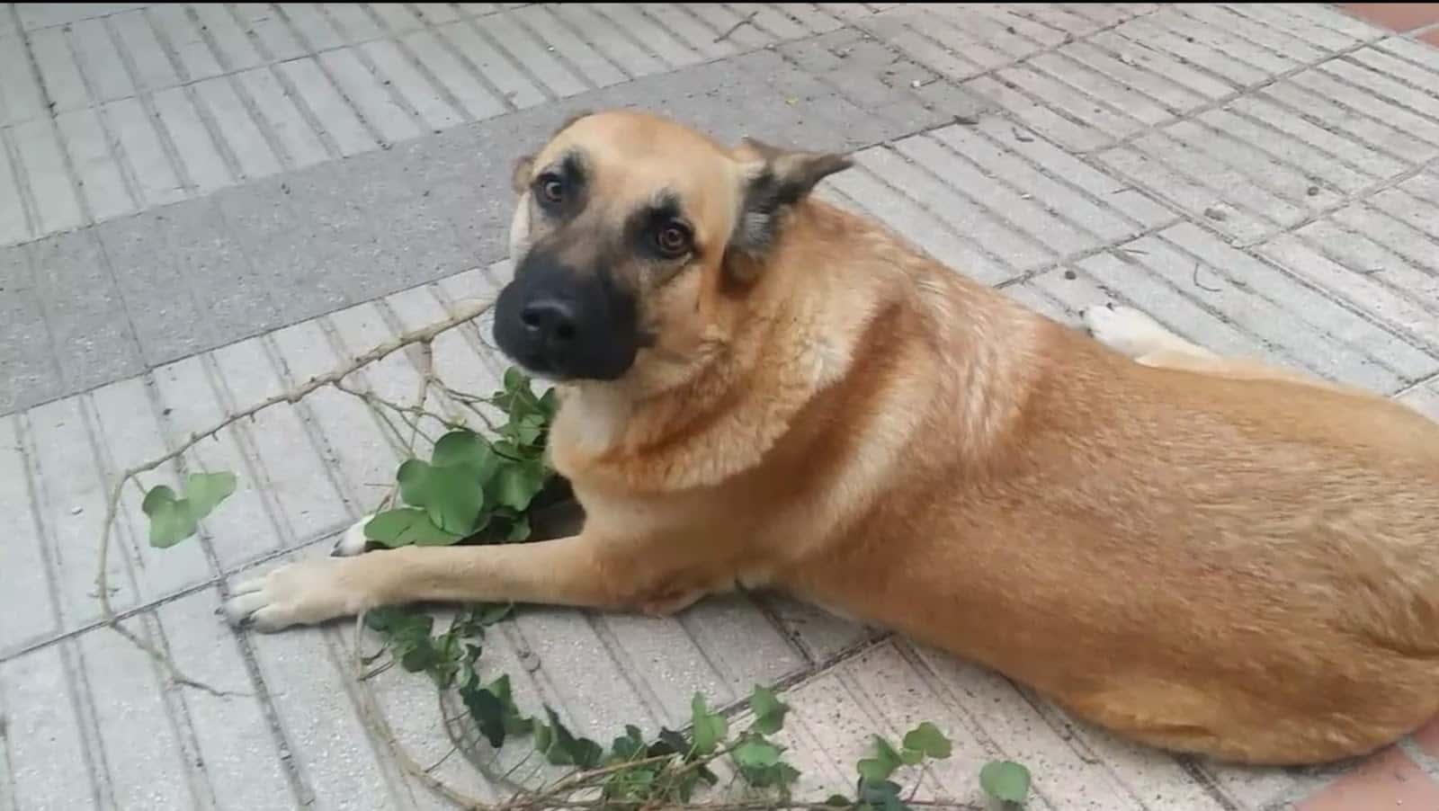 Clínica Veterinaria Vallirana