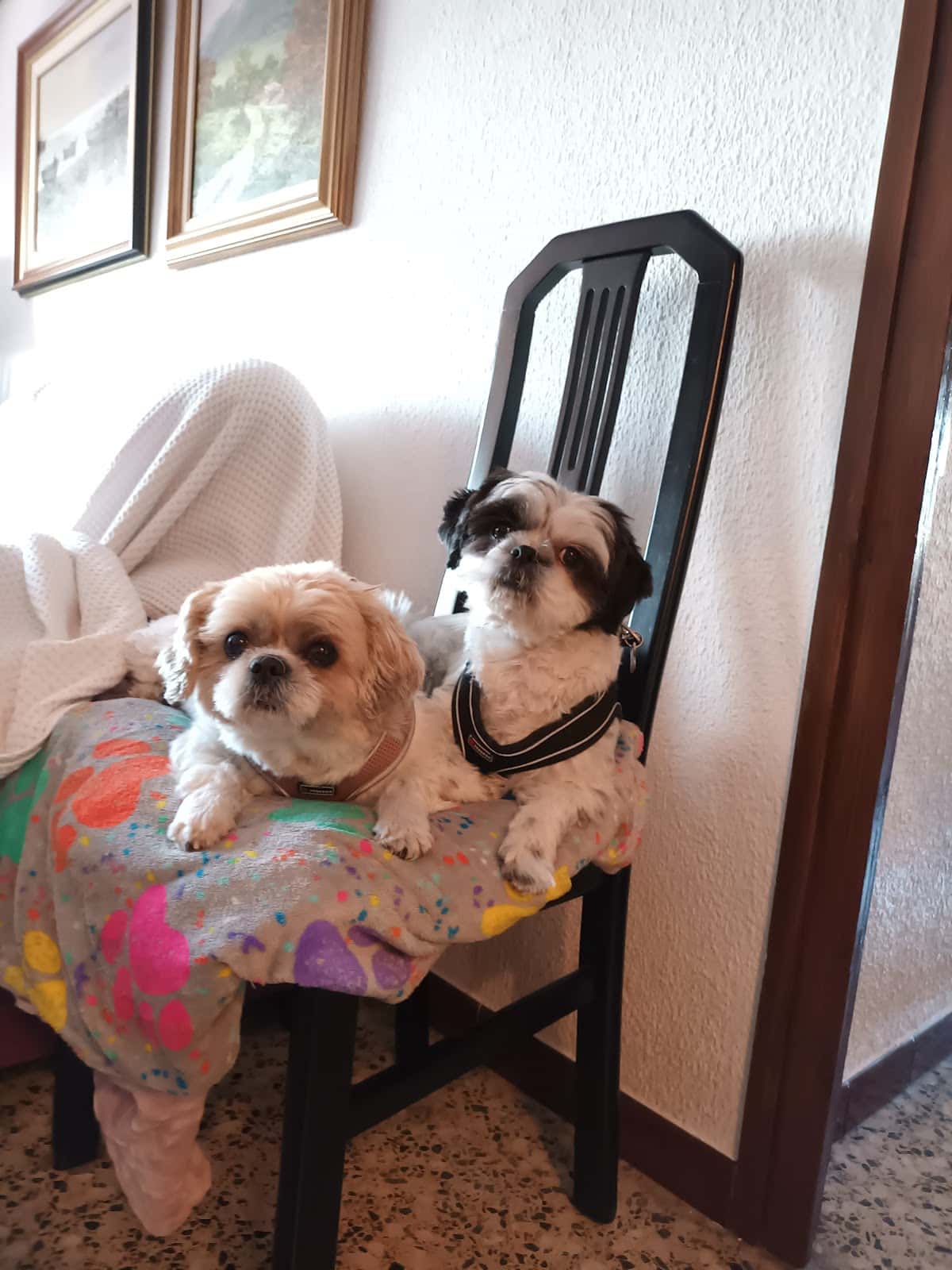 CENTRO VETERINARIO CANTABRIA