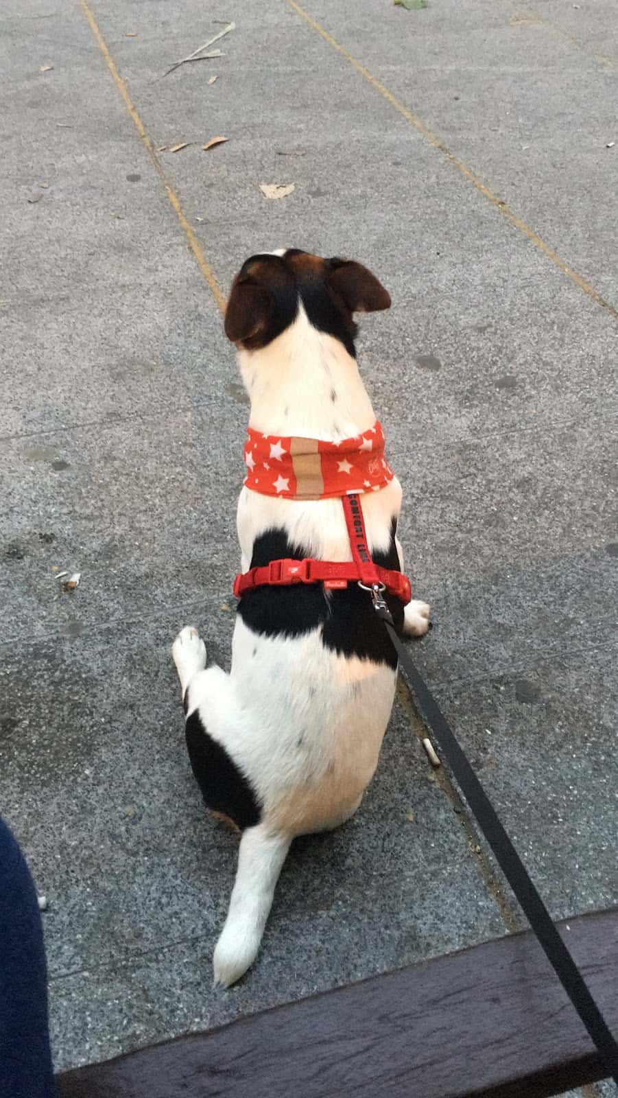 centro veterinario cantabria veterinario centro barrio sant marti en barcelona en barcelona principalImage ADOPTA Sitios Pet Friendly