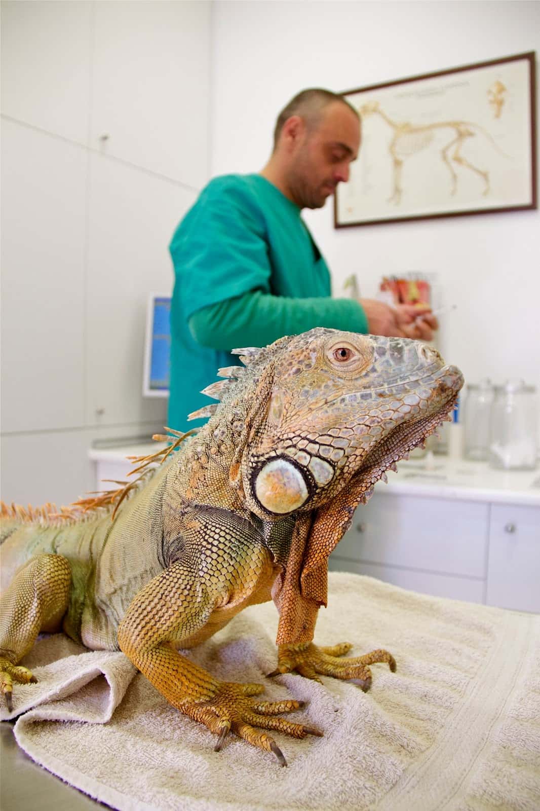 Centre Veterinari Minos