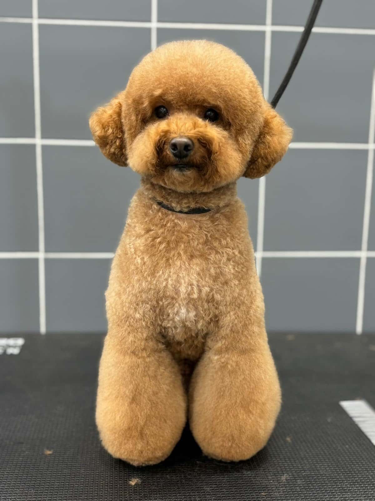 Faunarama