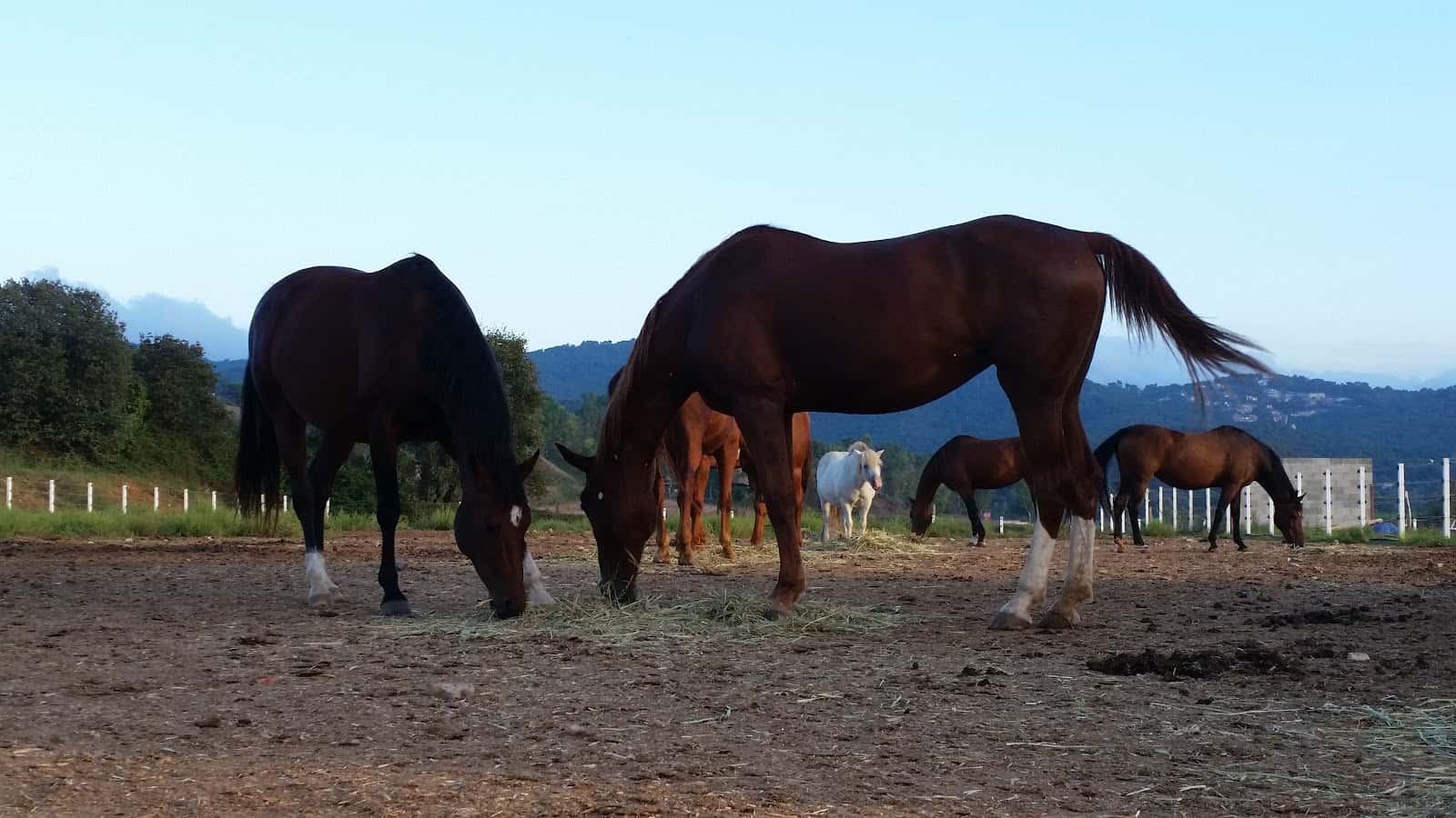 Hospital Veterinario de caballos EGUISOF