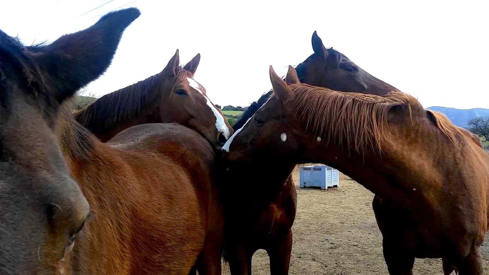 Hospital Veterinario de caballos EGUISOF