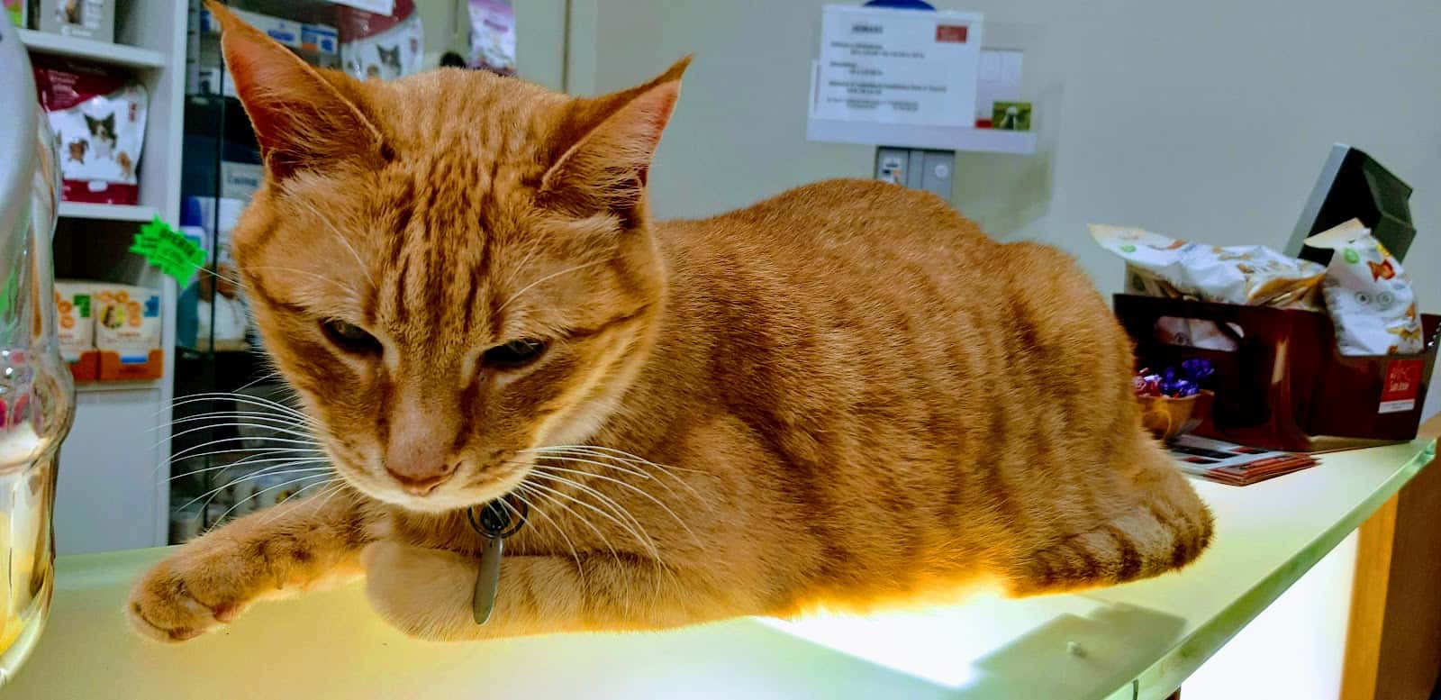 San José Veterinaris