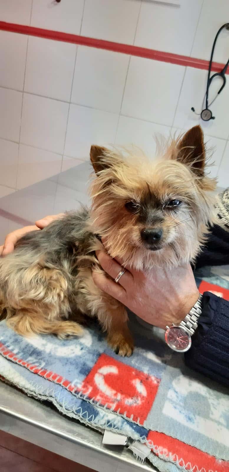 San José Veterinaris