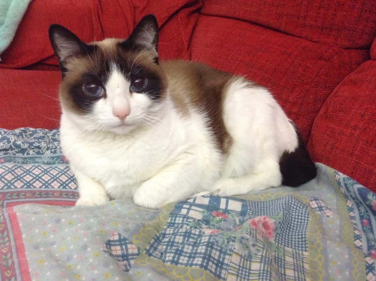 San José Veterinaris