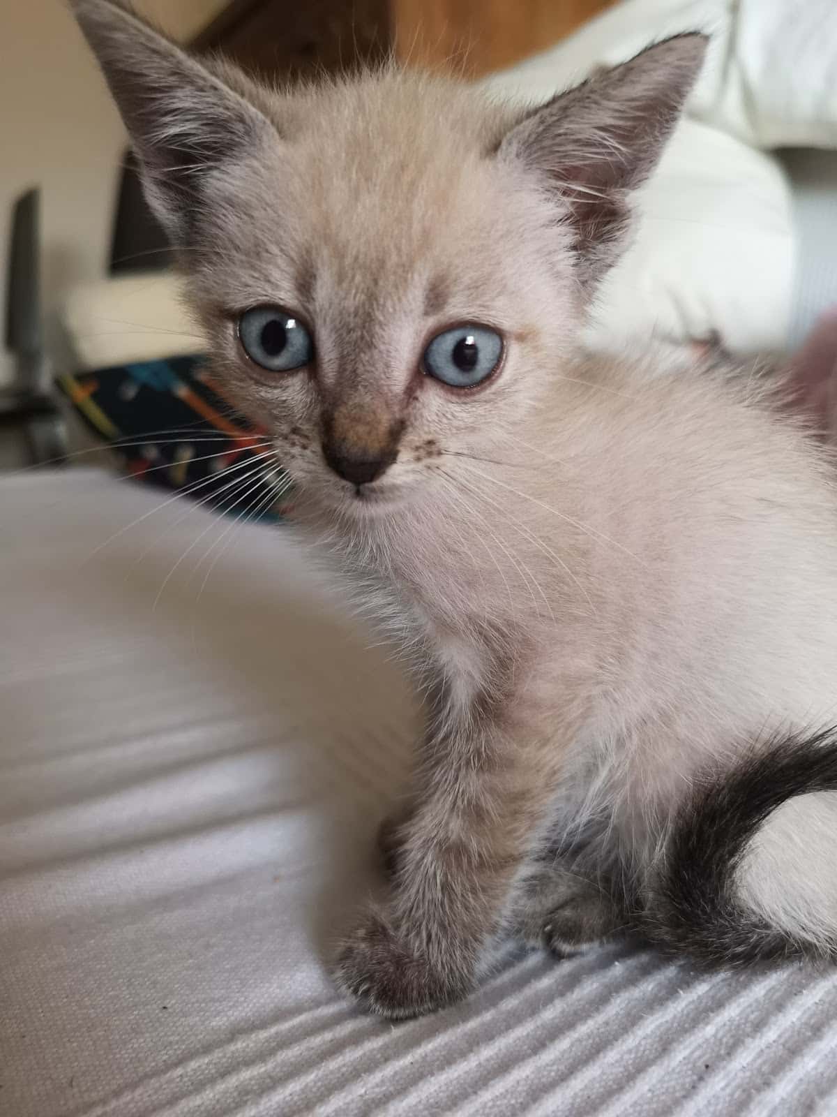 Bastet Clinica Veterinaria