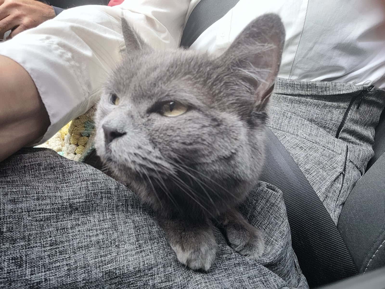 Bastet Clinica Veterinaria