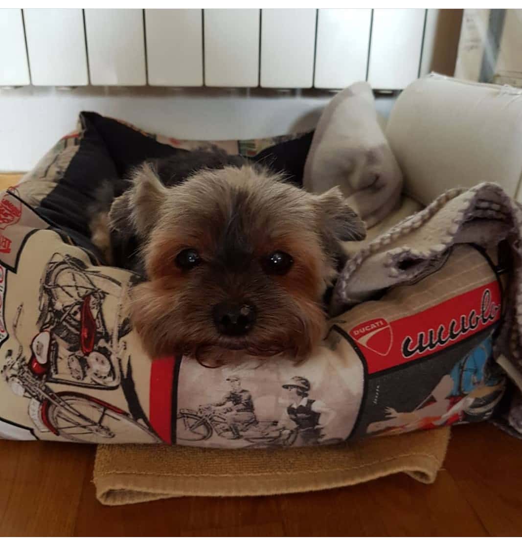 Clínica Veterinaria Sant Andreu