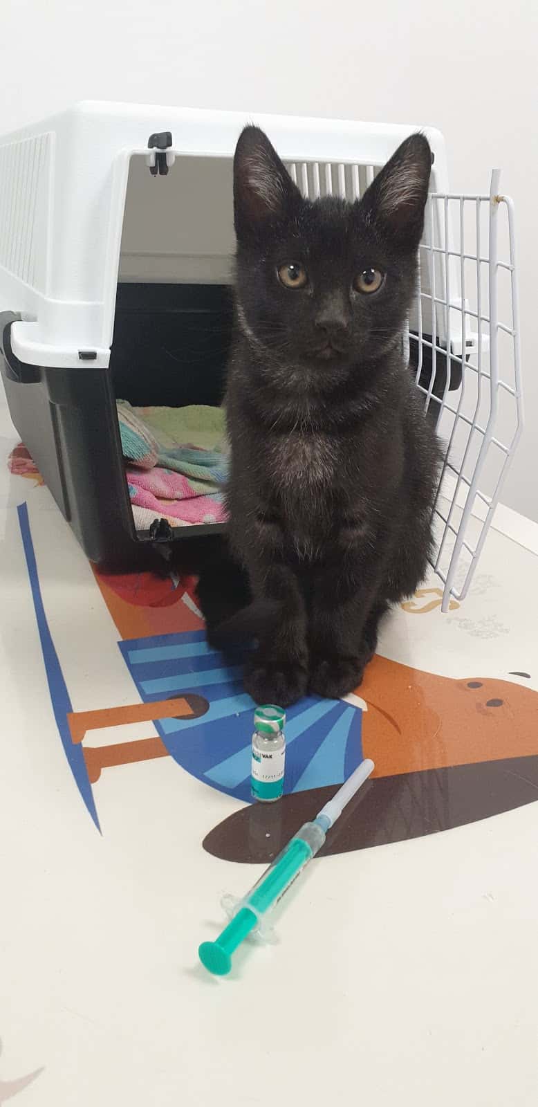 les veterinaries veterinario centro en ripoll en girona principalImage ADOPTA Sitios Pet Friendly