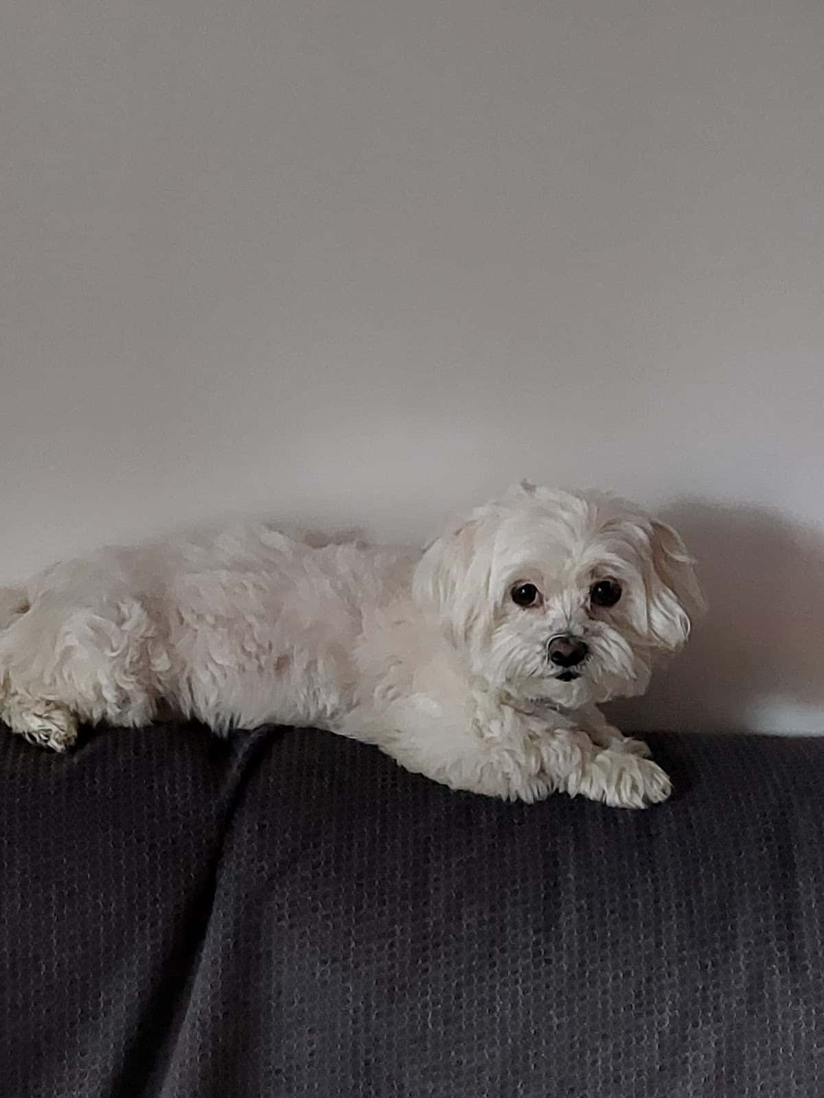 Centre Veterinari Mataroní