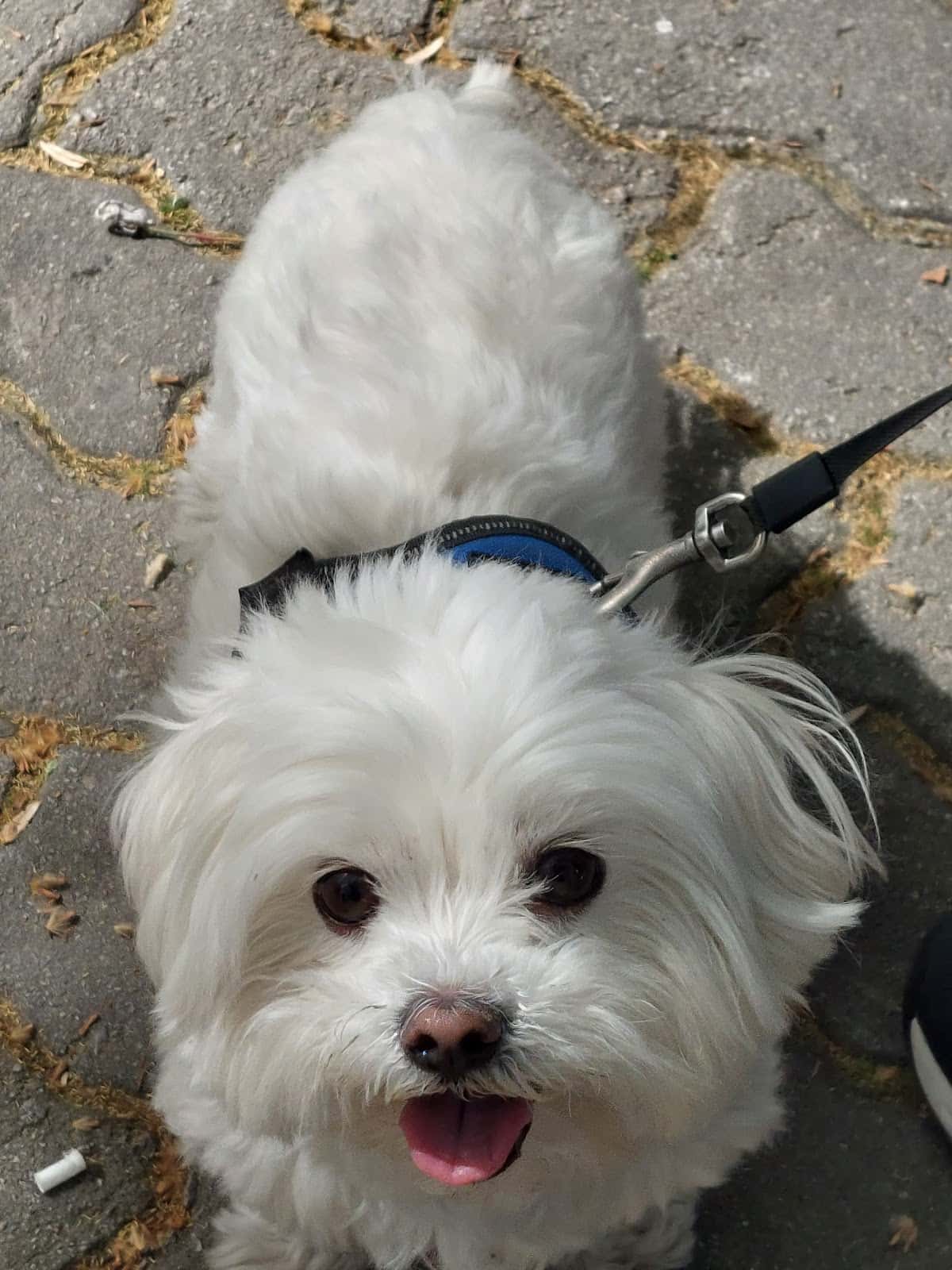 Centre Veterinari Mataroní