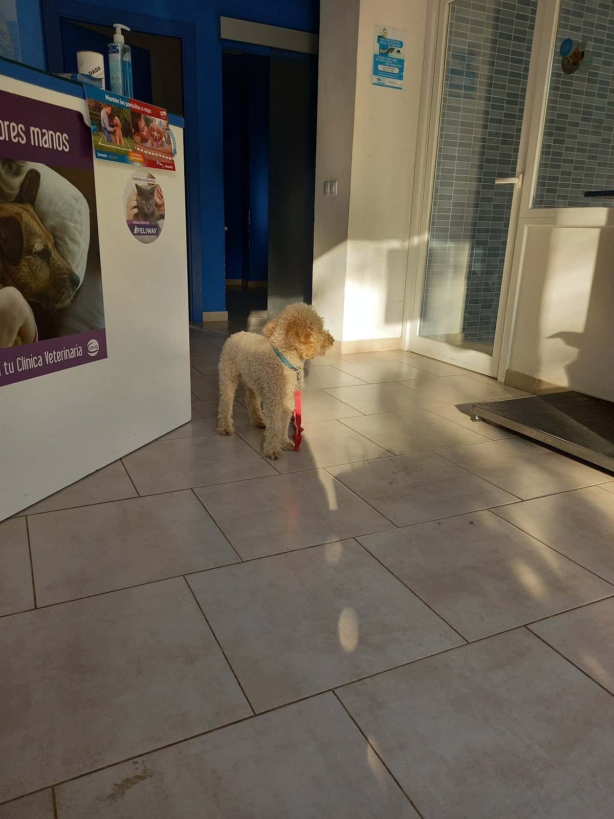 blau veterinaris arenys de mar veterinario centro en arenys de mar en barcelona photo undefined ADOPTA Sitios Pet Friendly