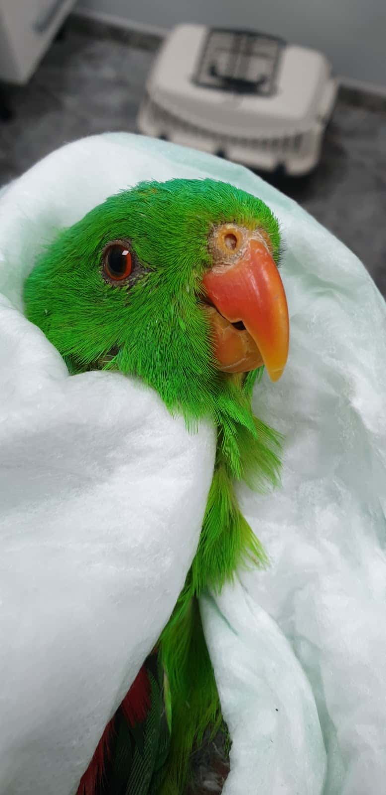 CLÍNICA VETERINÀRIA ZOOLÒGICA de Pineda de Mar