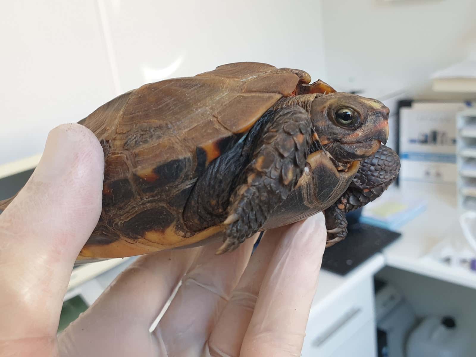 CLÍNICA VETERINÀRIA ZOOLÒGICA de Pineda de Mar