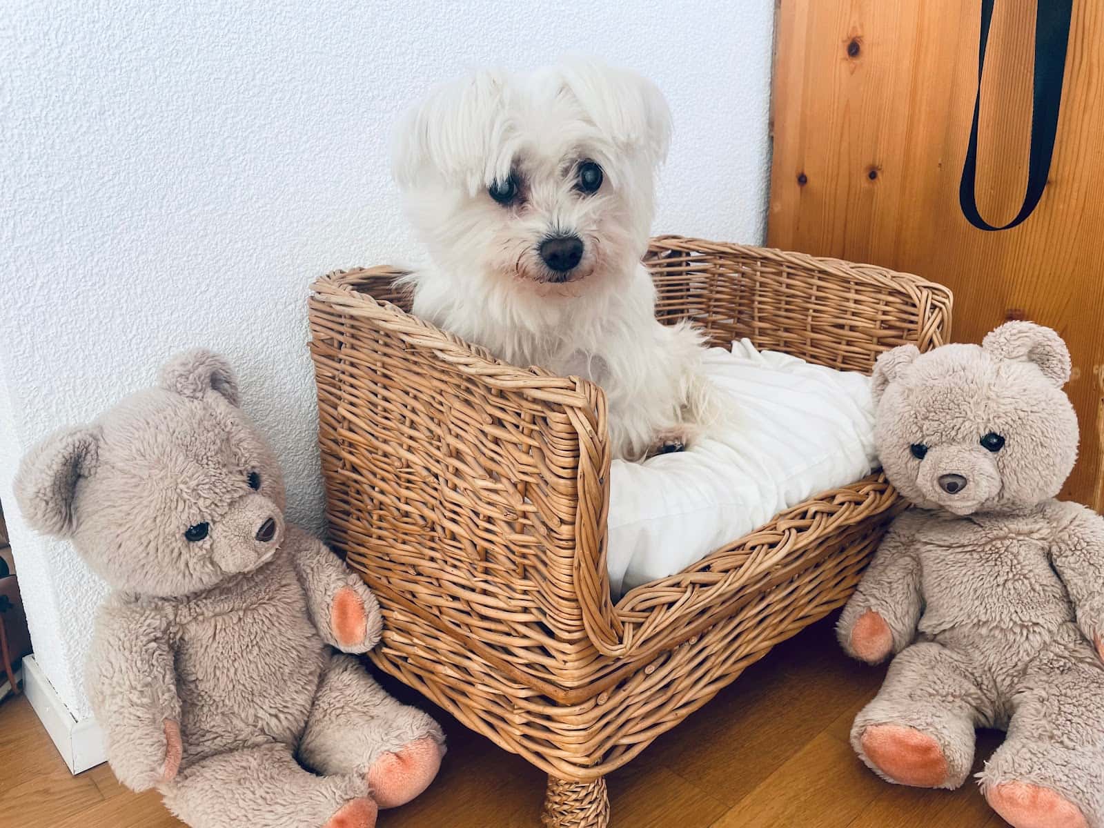 CLÍNICA VETERINÀRIA ZOOLÒGICA de Pineda de Mar