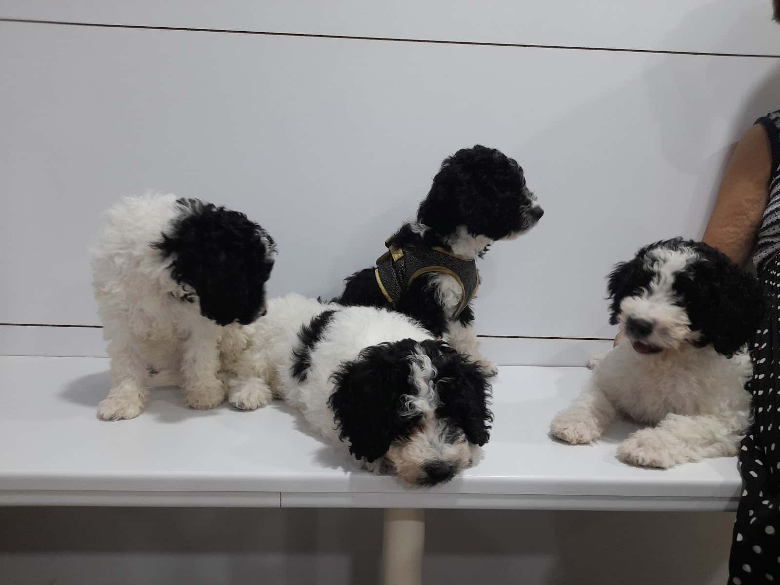 Clínica Veterinaria Santa Marta