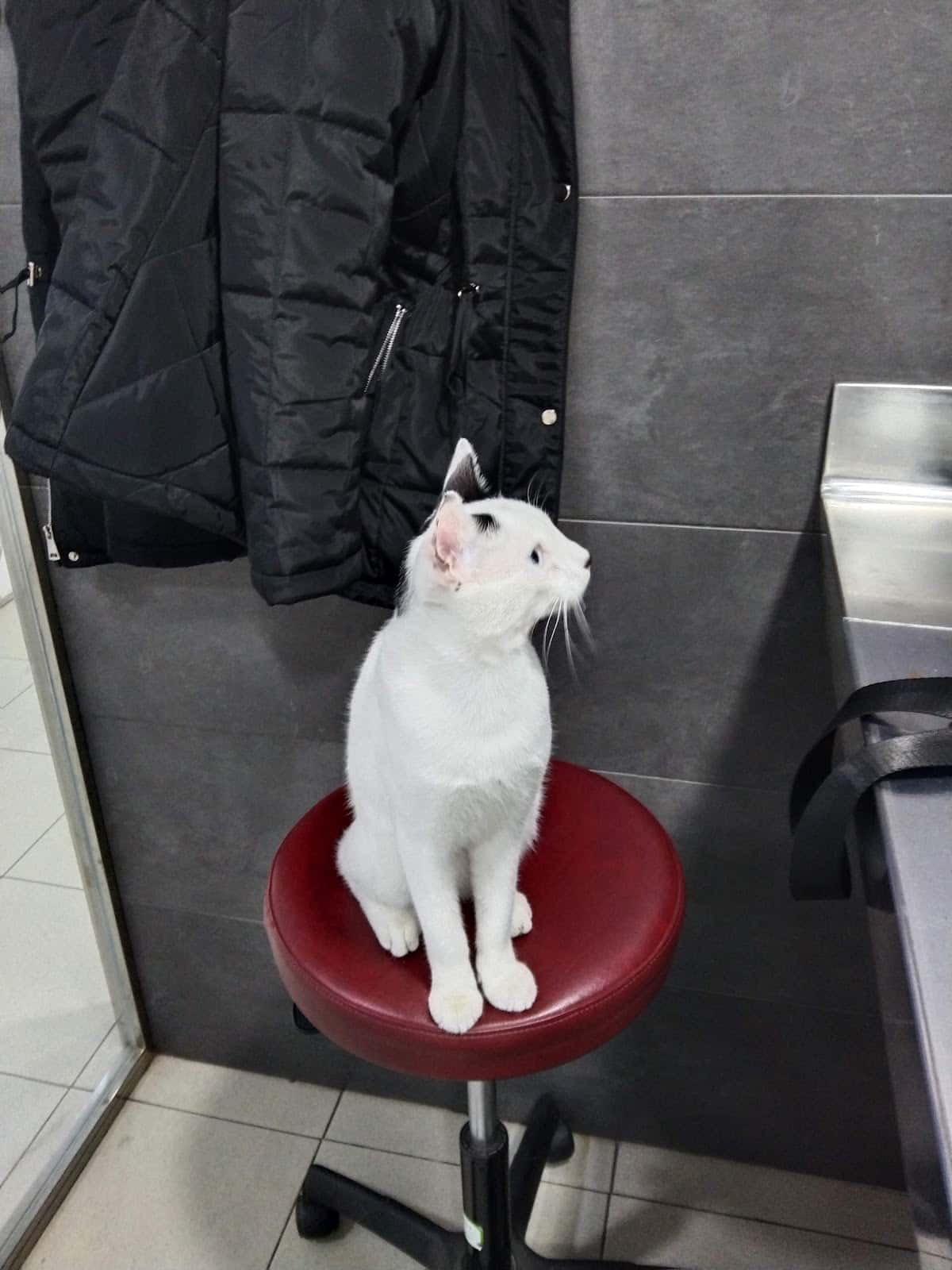 Clínica Veterinaria Santa Marta
