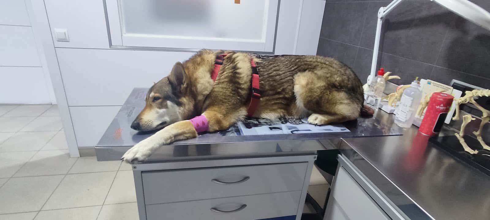 clinica veterinaria santa marta veterinario clinica en mataro en barcelona principalImage ADOPTA Sitios Pet Friendly