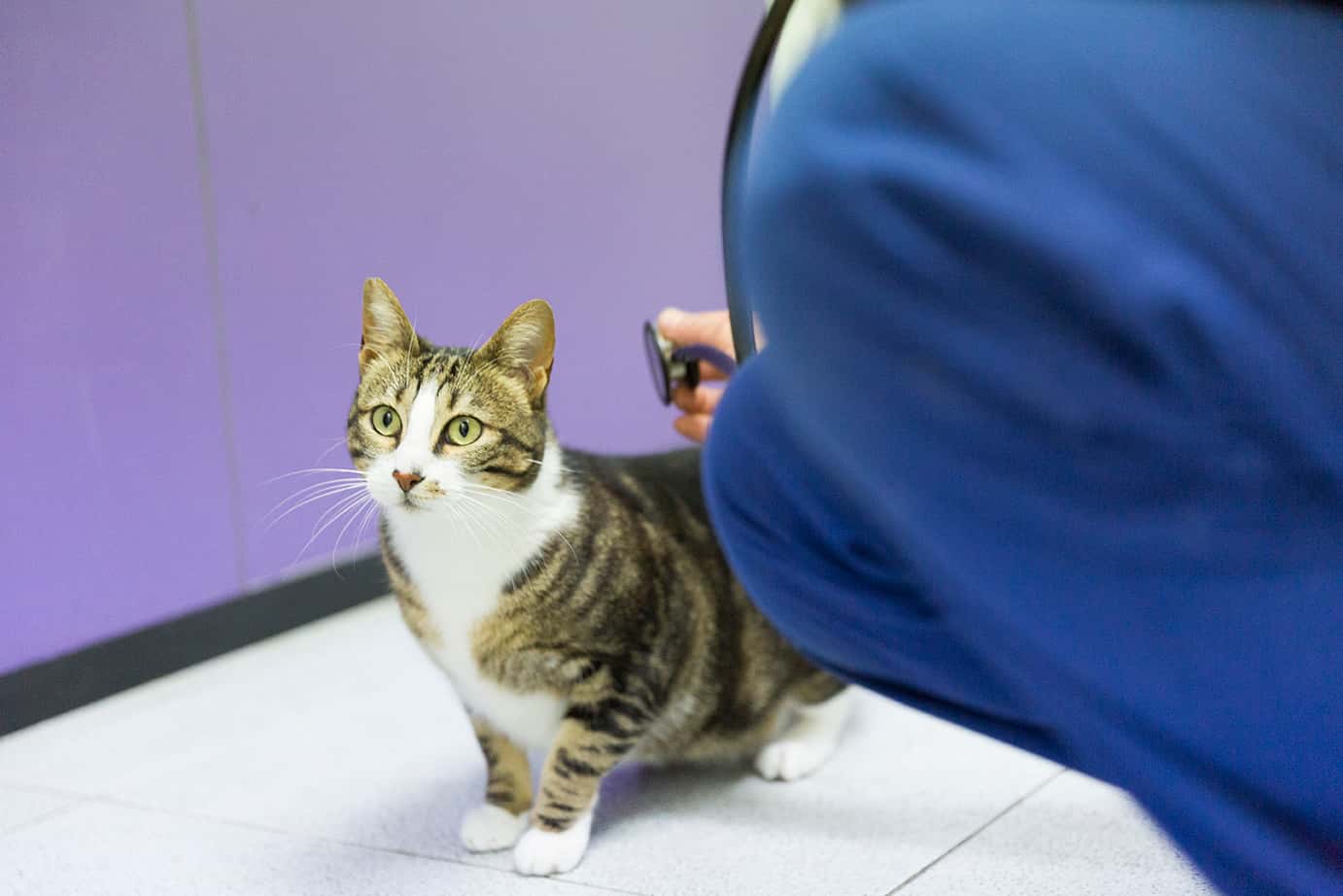 Sant Antoni Veterinari