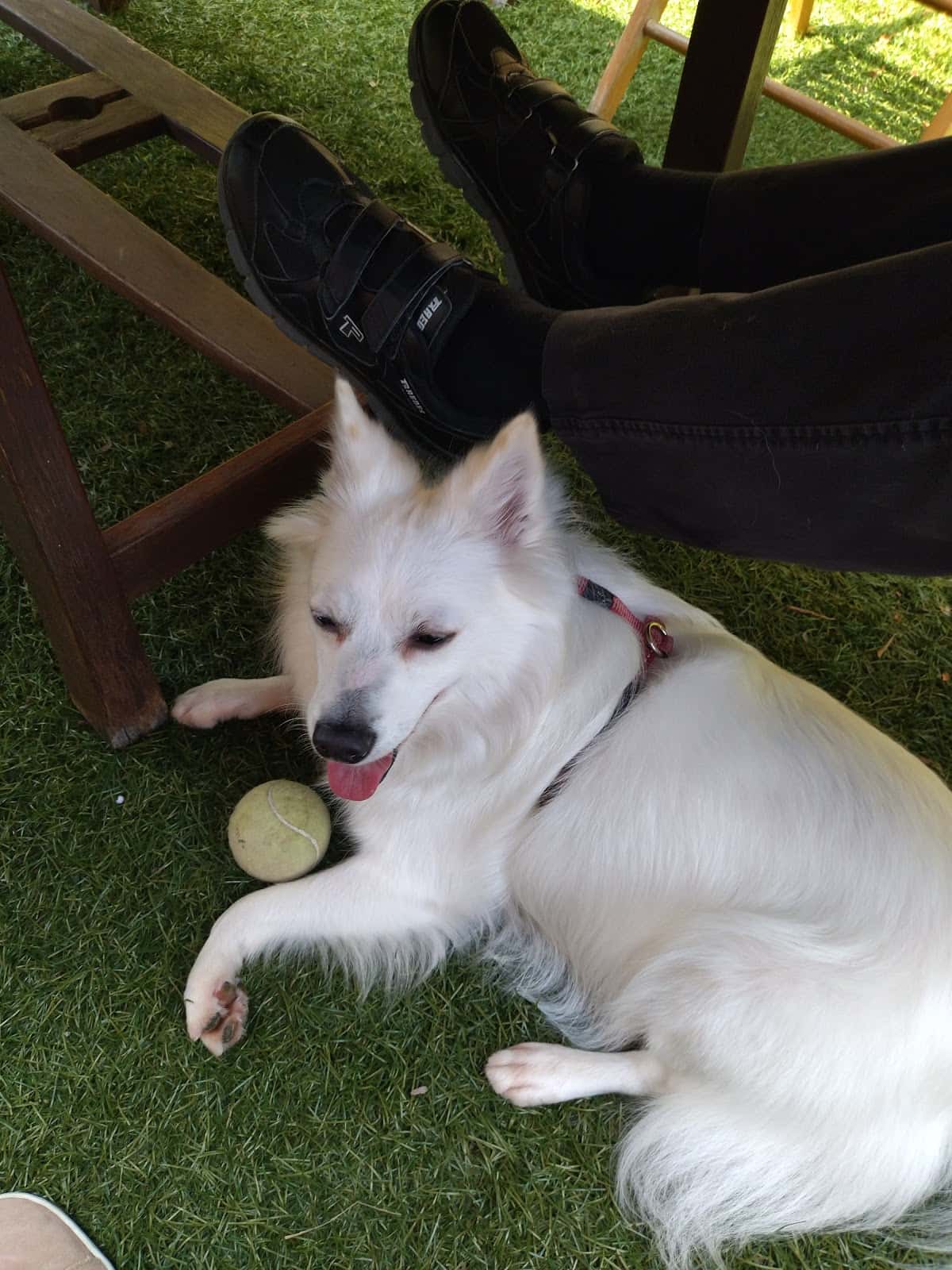 Sant Antoni Veterinari