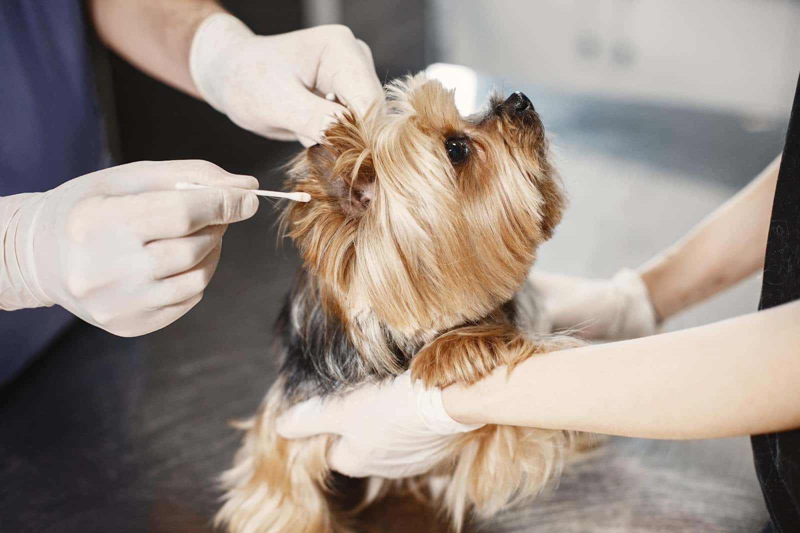 Aurora Centre Veterinari