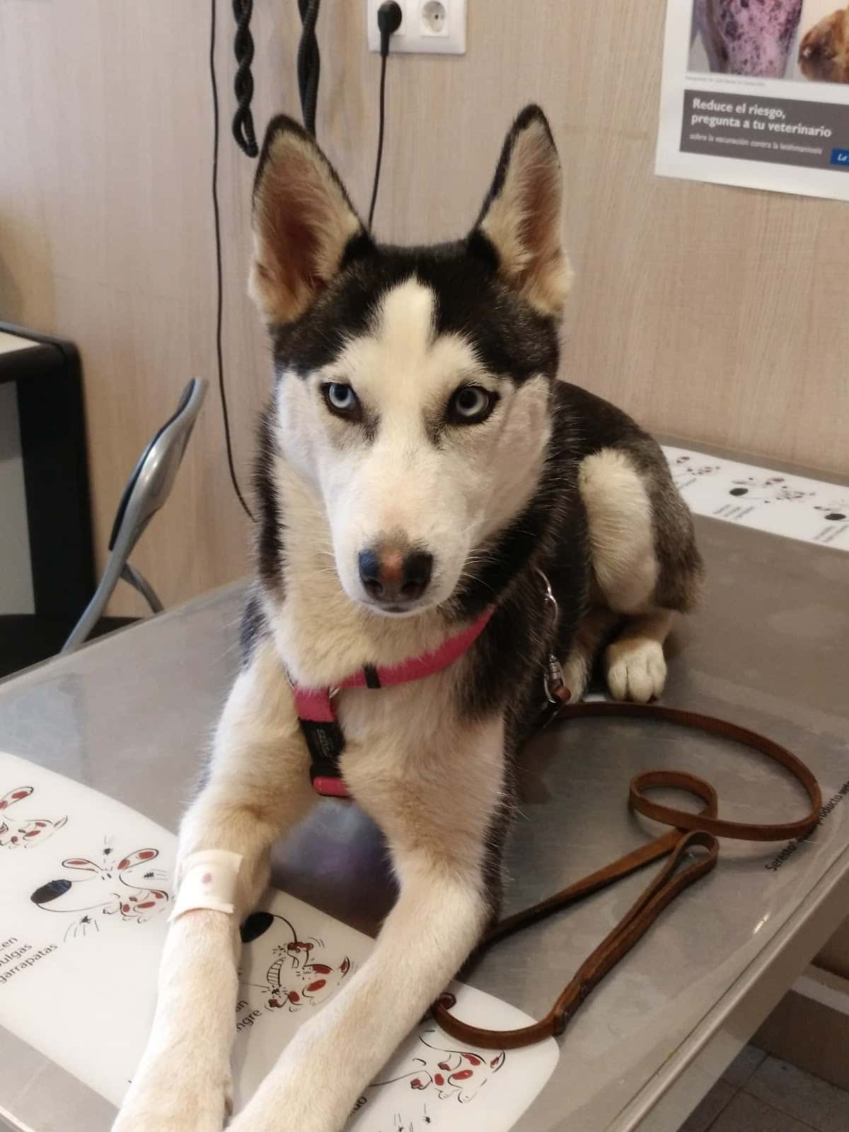 Ciro de Alaminos Clínica veterinaria