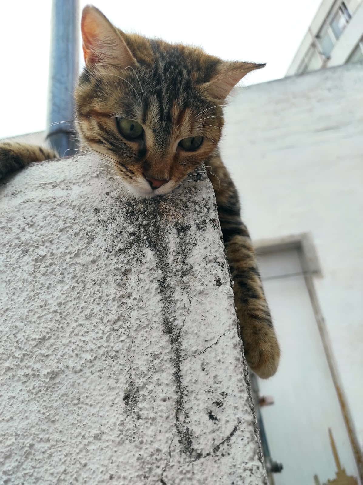 gatassa veterinario centro en mataro en barcelona principalImage ADOPTA Sitios Pet Friendly