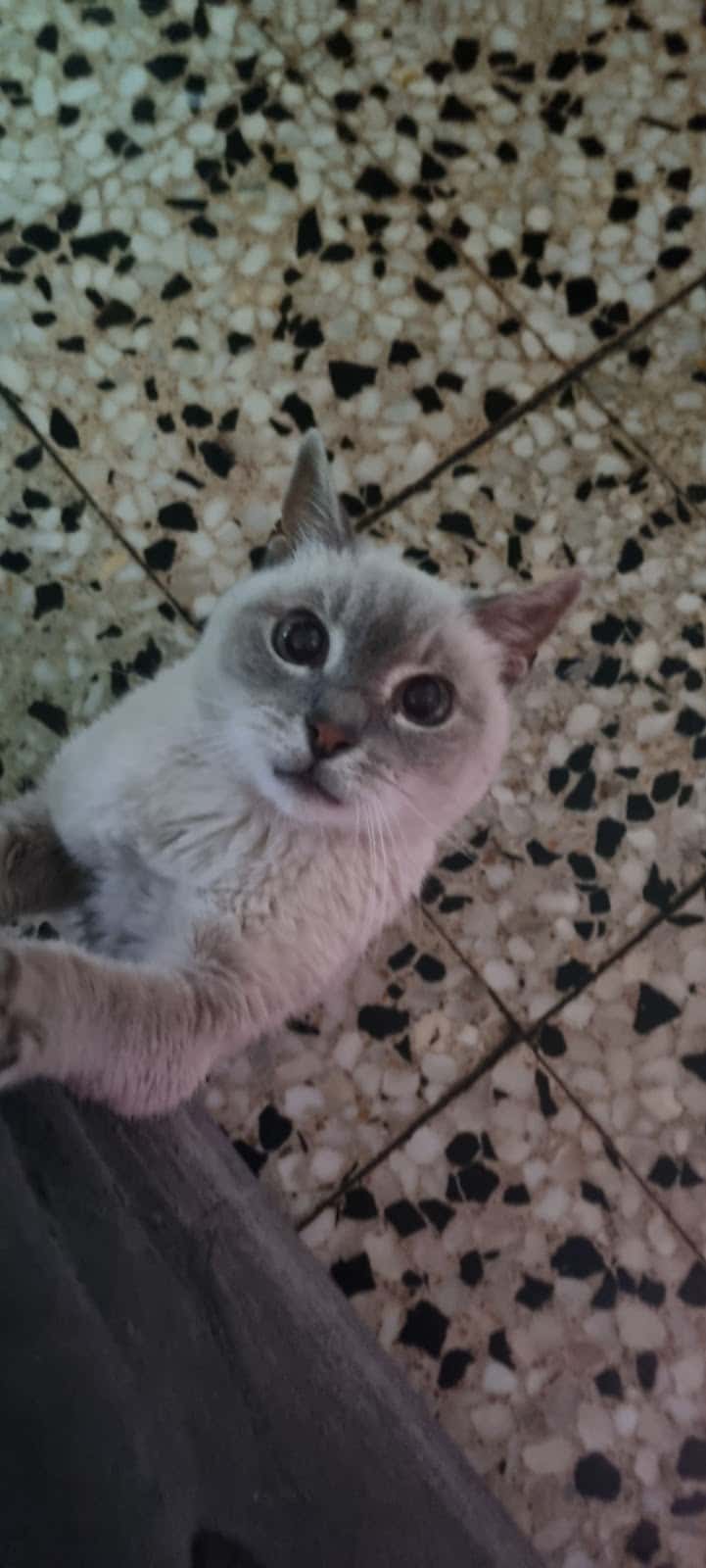 Clínica Veterinaria Buups