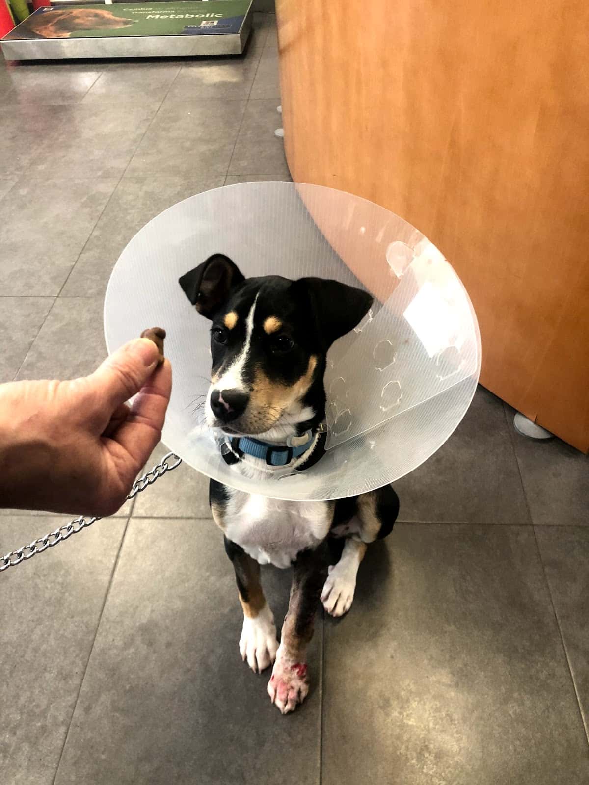 Hospital Veterinari Tres Torres Granollers 24h