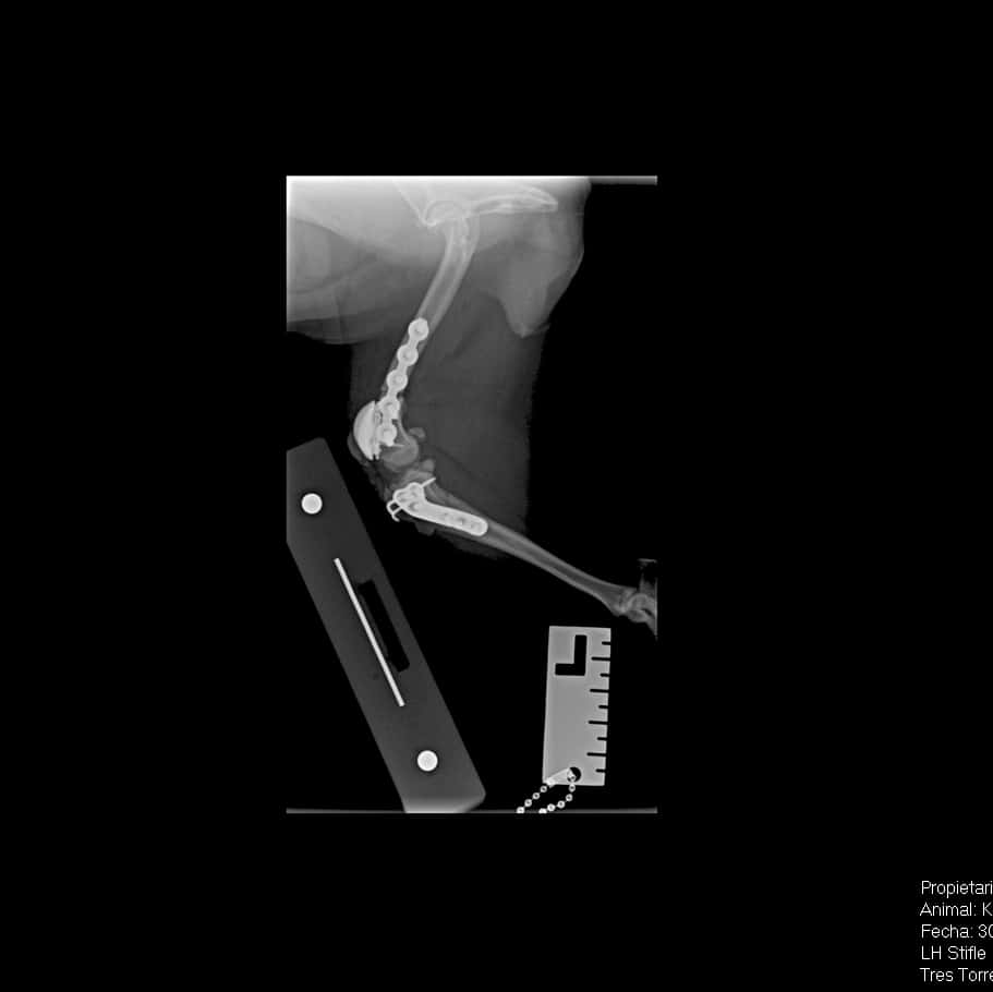 Hospital Veterinari Tres Torres Granollers 24h