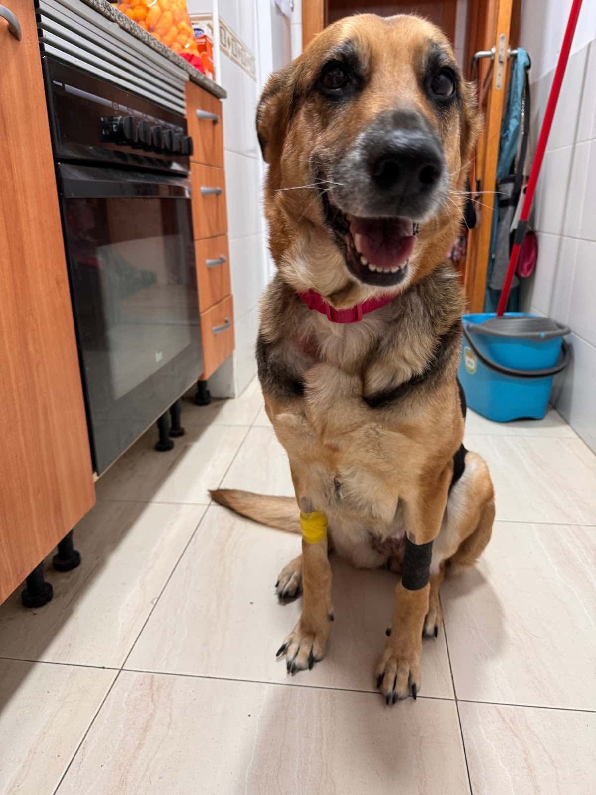 Hospital Veterinari Tres Torres Granollers 24h