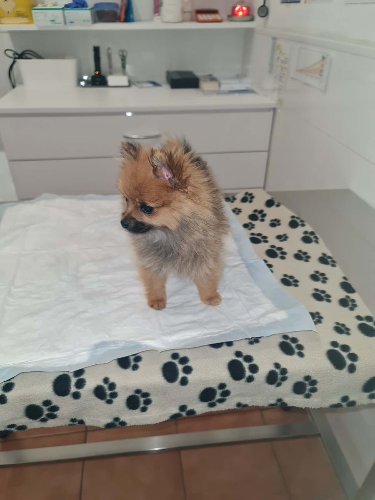 Centre Veterinari Riells