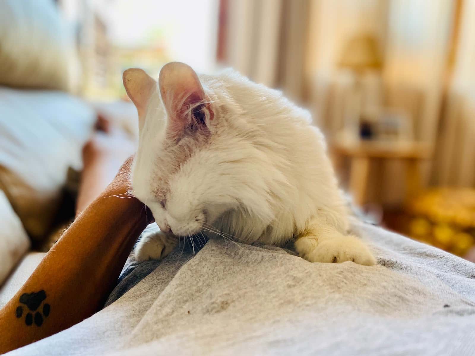 Clínica Veterinaria Kairos