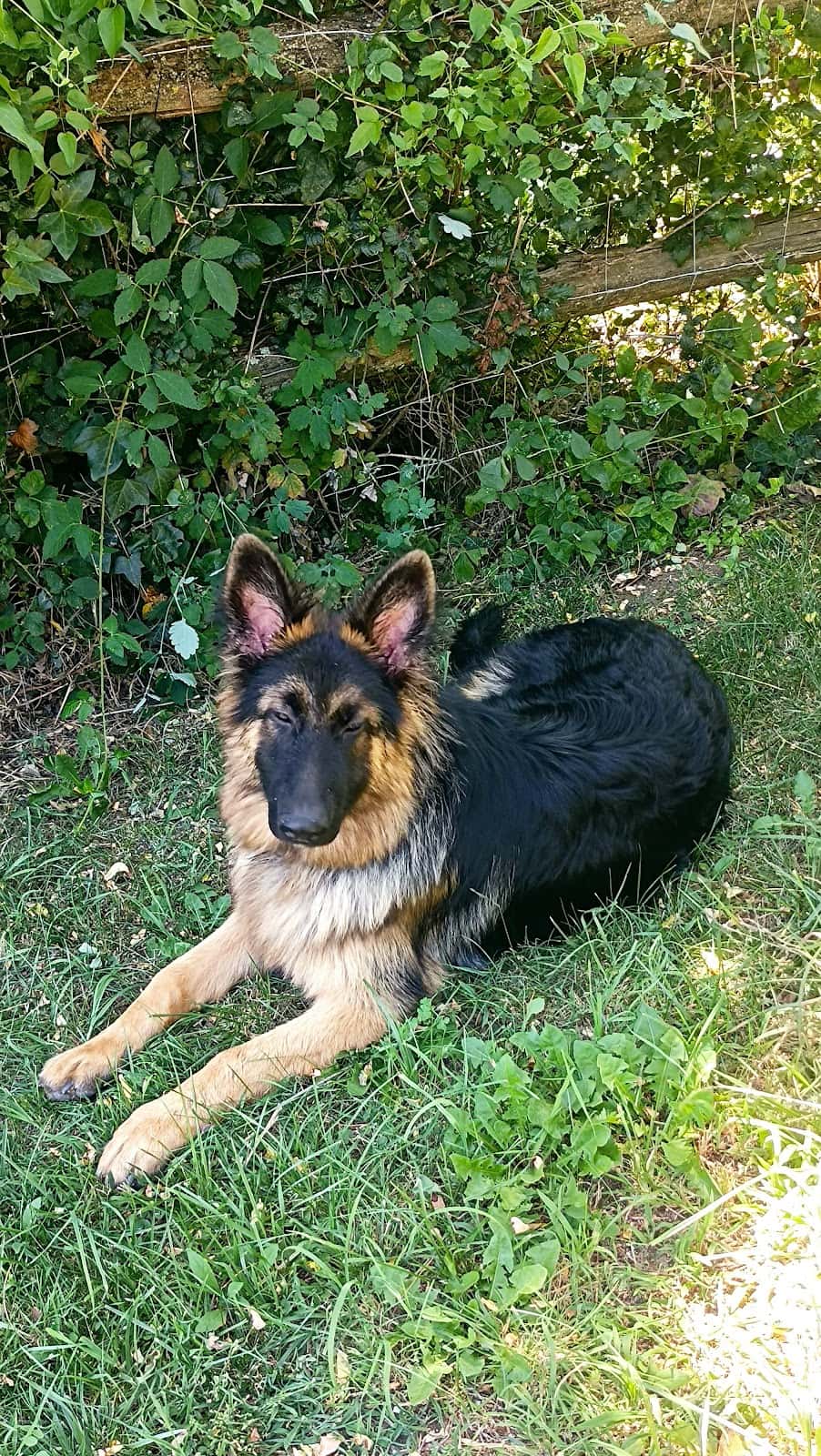 Clínica Veterinaria Kairos