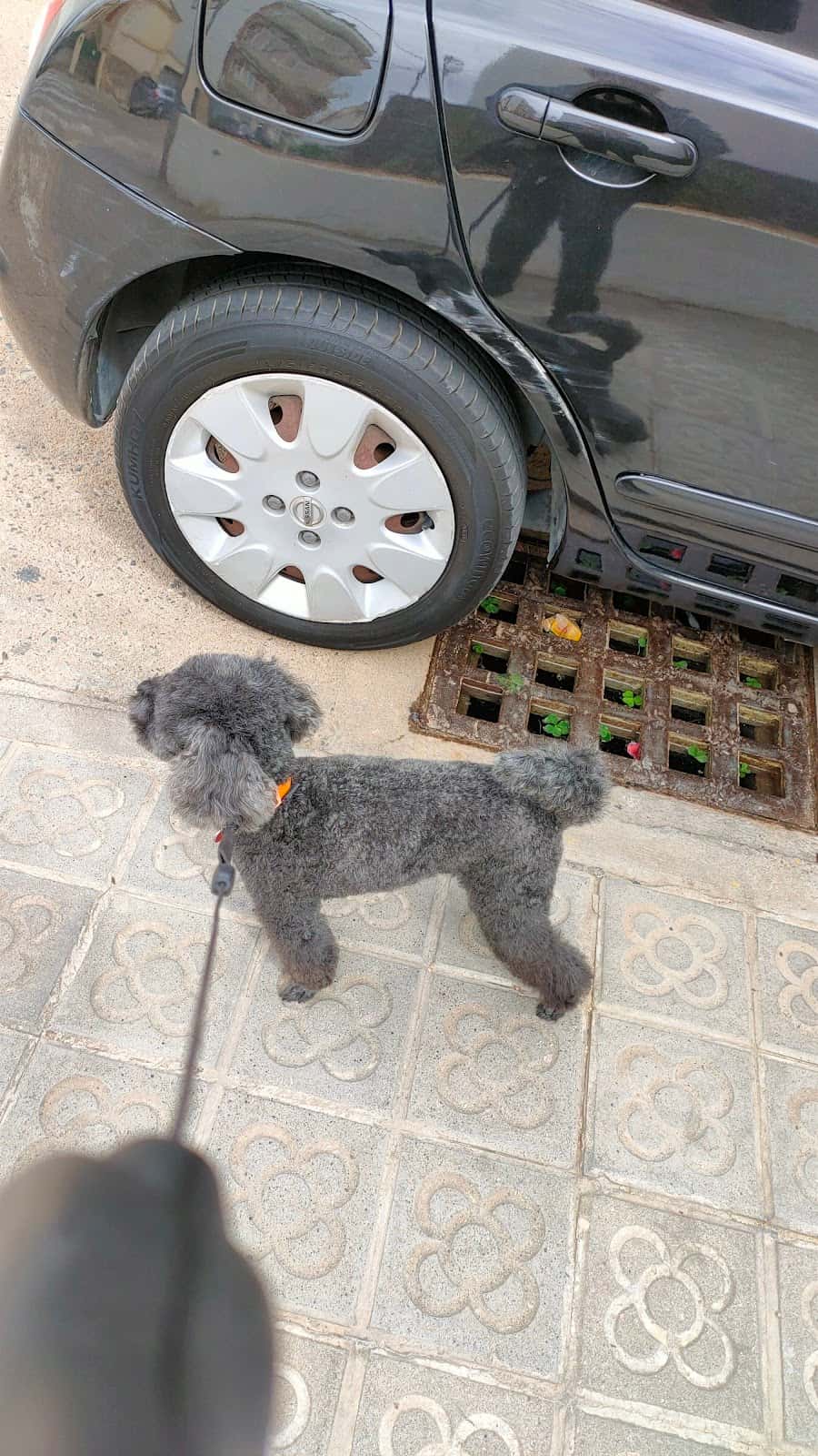 Blau Veterinaris Canet de Mar
