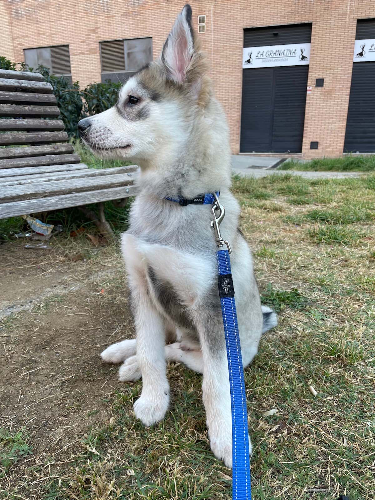 Veterinaria Animalandia