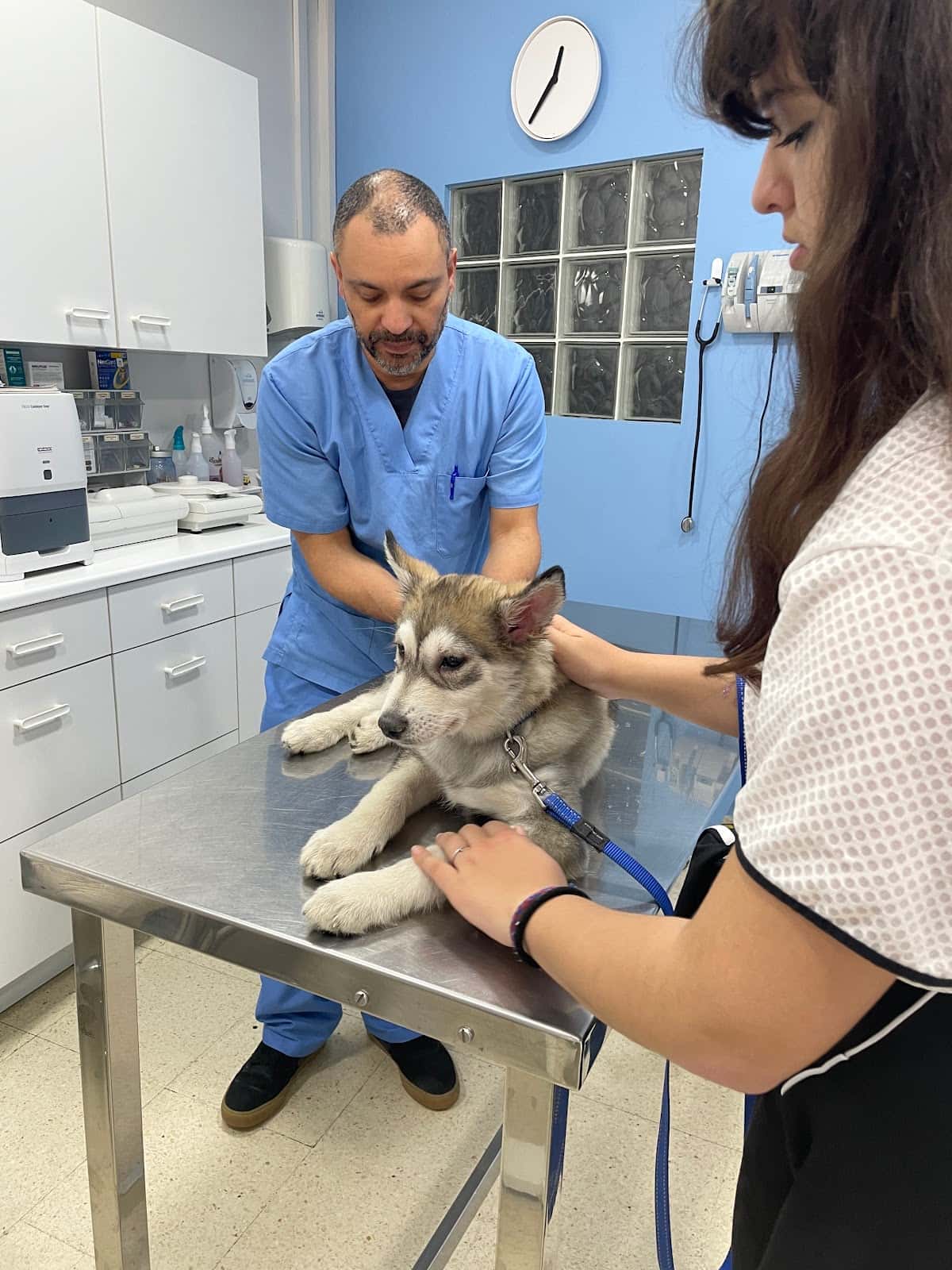 Veterinaria Animalandia