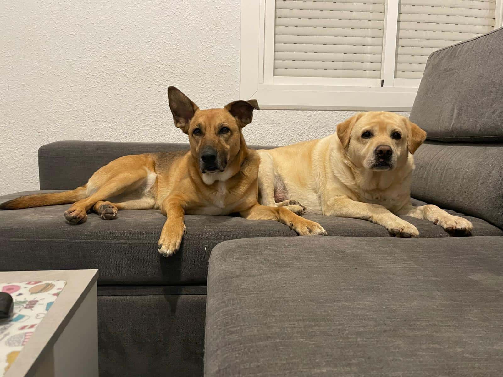 Susann Home Vet - Veterinaria a Domicilio