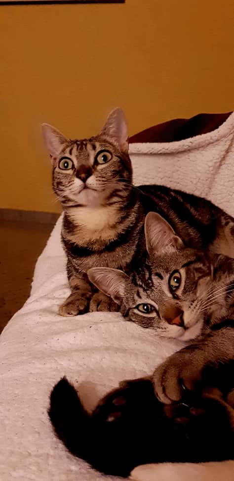 Susann Home Vet - Veterinaria a Domicilio