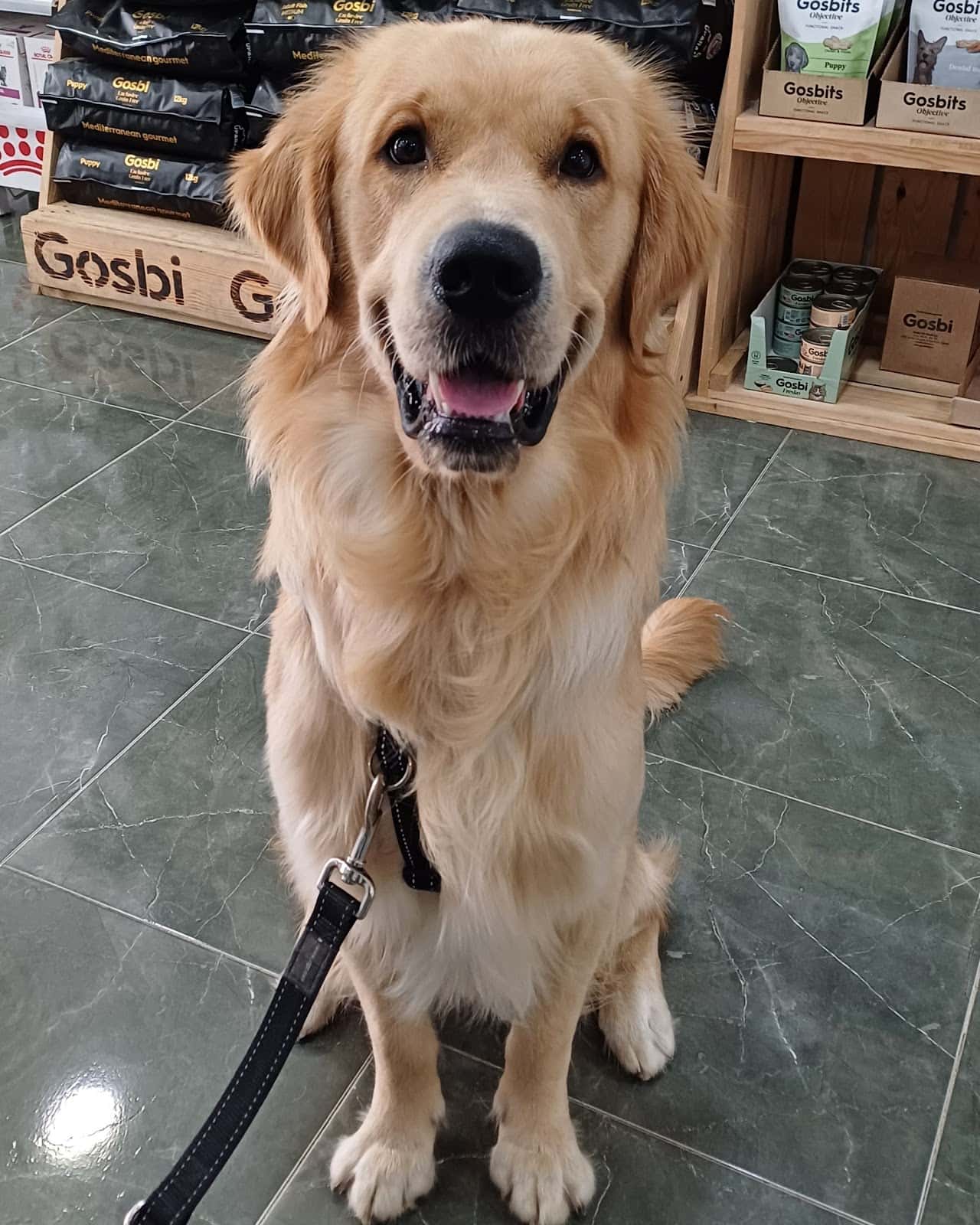 Serveis Veterinaris de Mataró