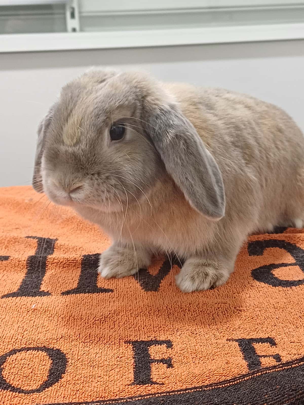 Serveis Veterinaris de Mataró