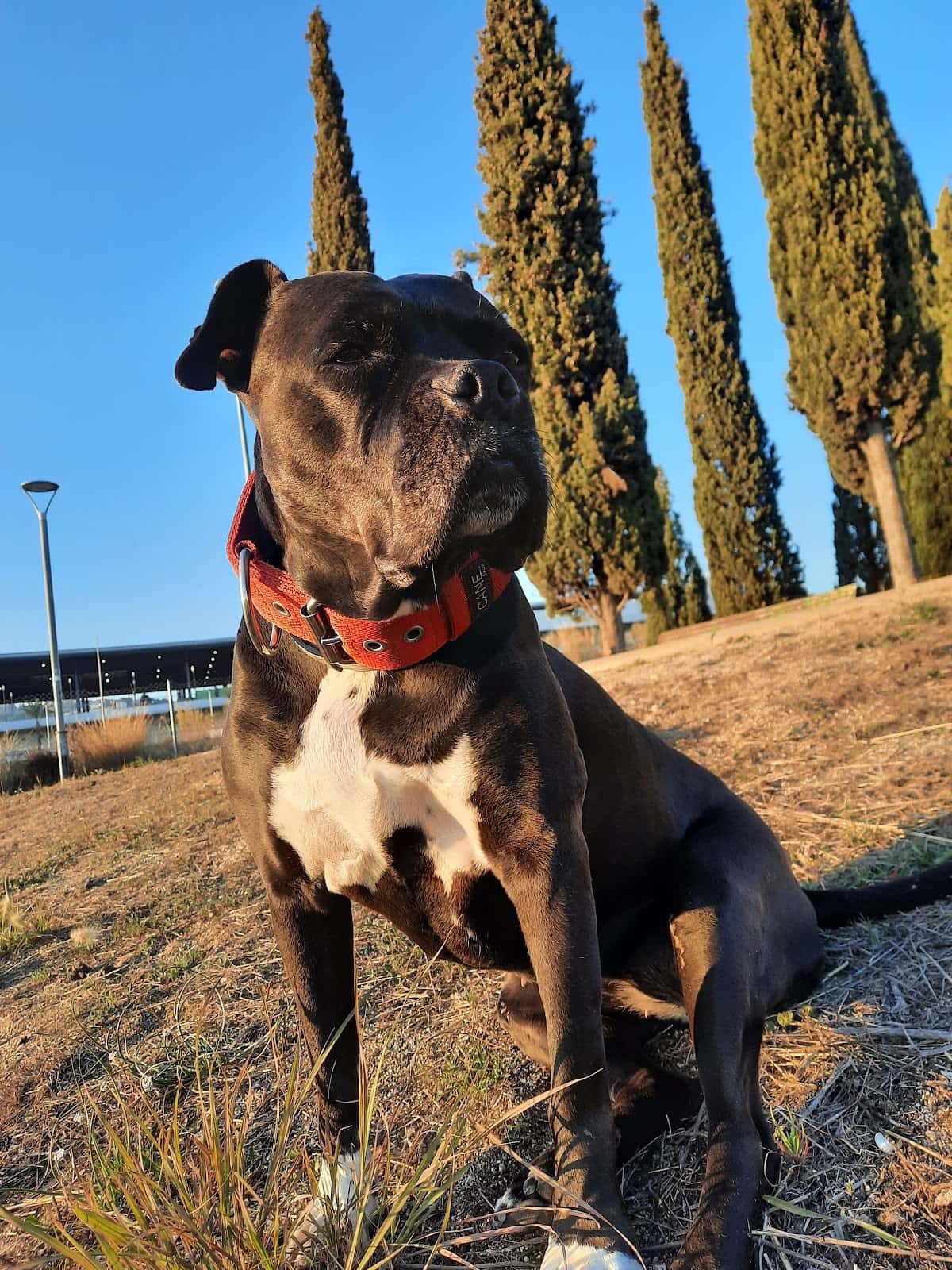 Serveis Veterinaris de Mataró