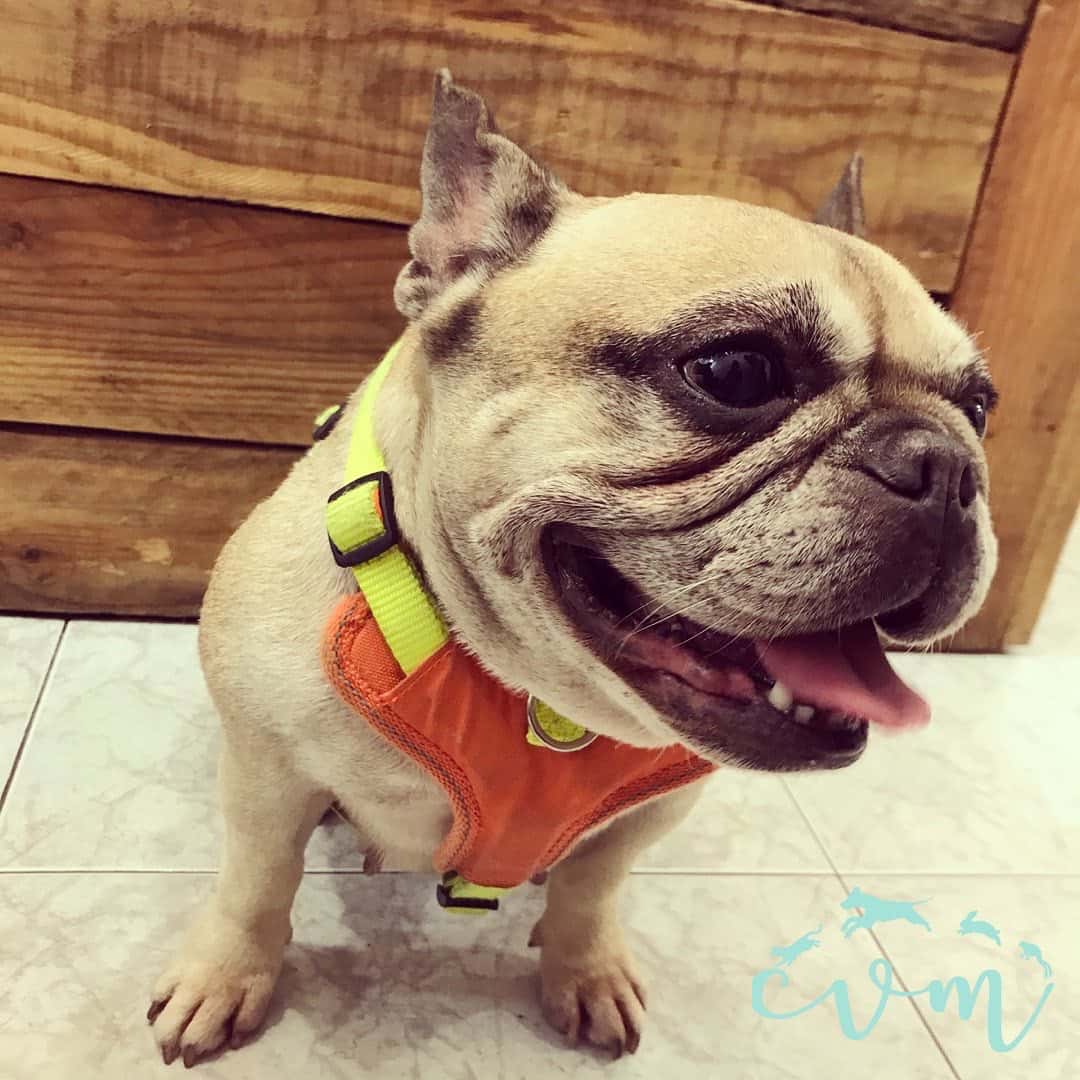 Clínica Veterinaria Mataró