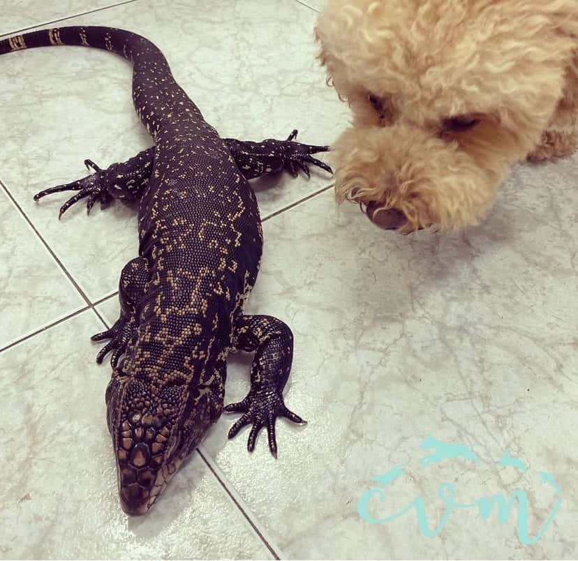 Clínica Veterinaria Mataró