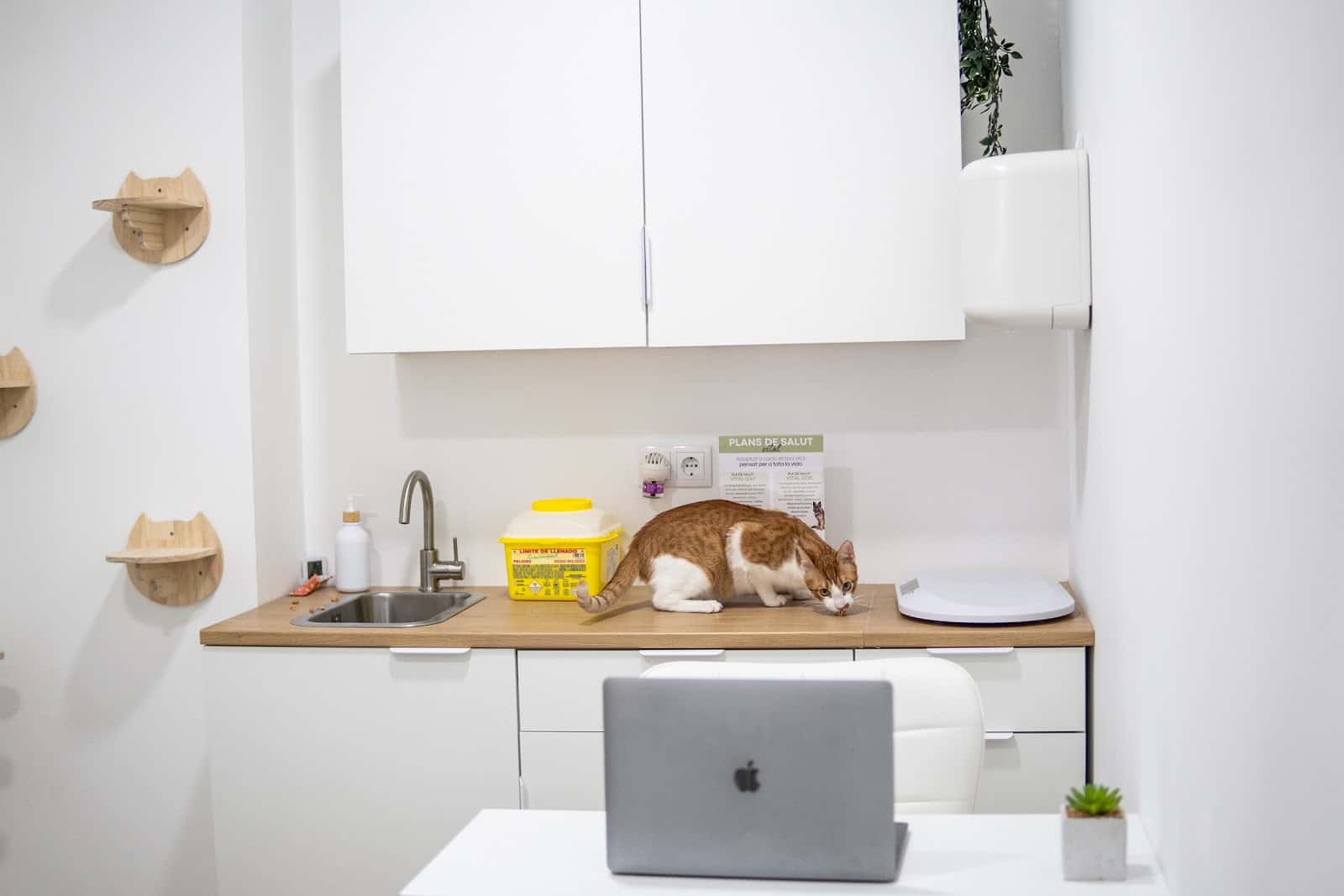 Vetpineda Clínica Veterinària