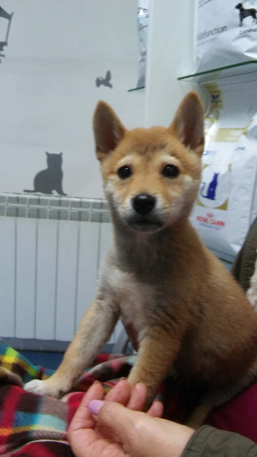 Centre Clinic Veterinari Dr. Santi Ribell